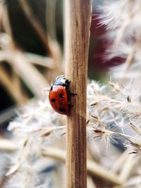 Close-up of ladybug on plant