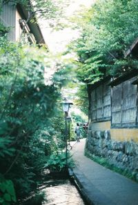 Narrow walkway along trees