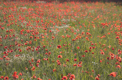 Red poppies in field