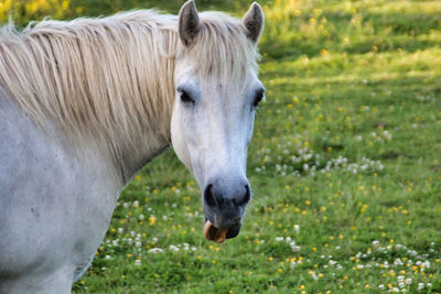Horse standing in a field