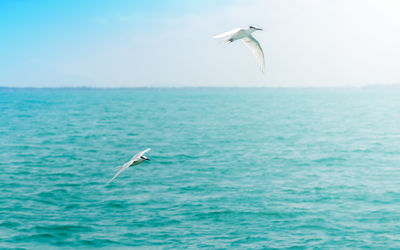 Seagull flying over sea
