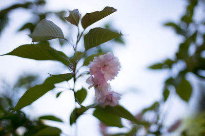 Close-up of white flowers blooming in park