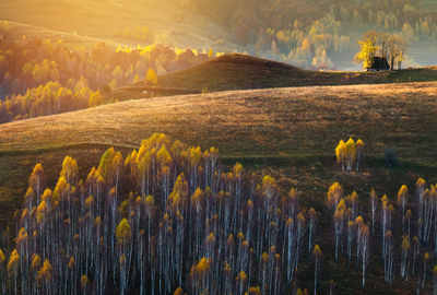 Scenic view of field during autumn