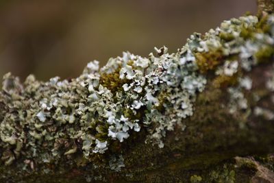 Close up of lichen on tree branch