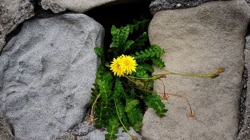 Close-up of yellow flowering plant