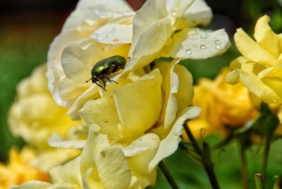 Close-up of insect pollinating on flower