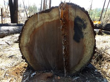 Close-up of log on field against sky