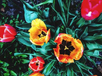 High angle view of flowering plants