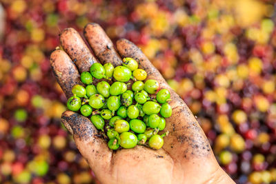 Green coffee beans in farmers hand and red yellow orange coffee beans on containers background 