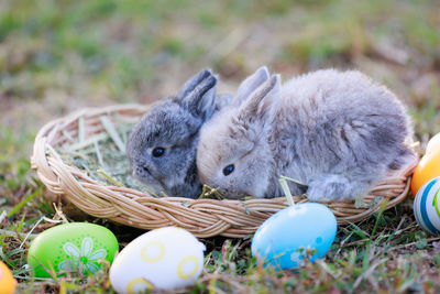 Close-up of rabbit on grassy field