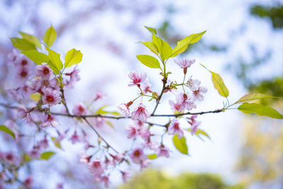 Close-up of cherry blossoms in spring