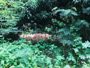 Plants growing in forest