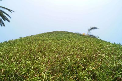 Low angle view of green field against clear sky