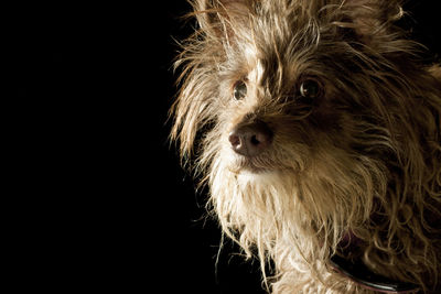 Close-up of dog against black background
