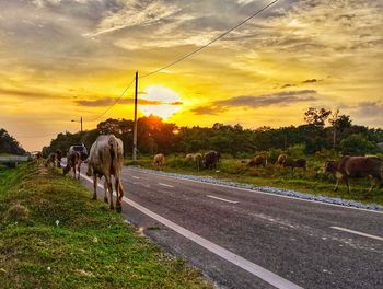 Cows walking on road against sky during sunset