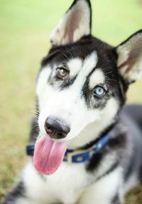 Close-up portrait of dog