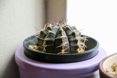 Close-up of cactus on table