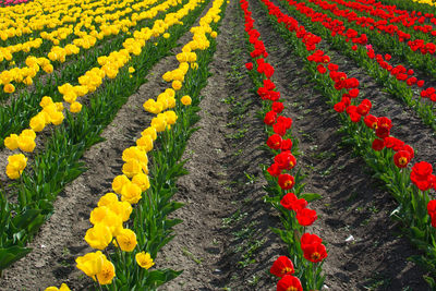 High angle view of red tulip flowers on field