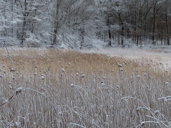 Scenic view of snow covered land