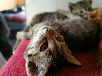 Cats relaxing on rug at home