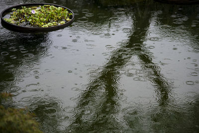 High angle view of wet plants in lake during rainy season