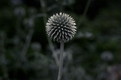 Close-up of dandelion flower
