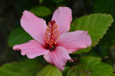 Close-up of pink flower