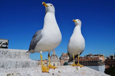 Seagulls perching on a building