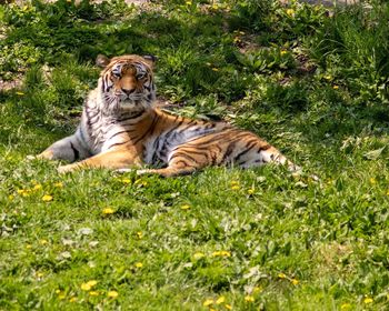 Cat lying on grass