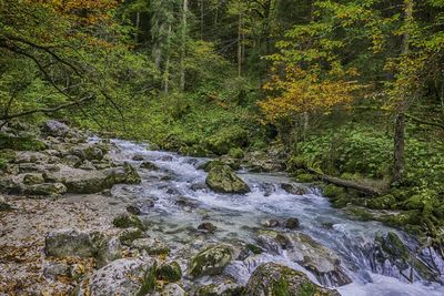 Stream flowing through rocks in forest