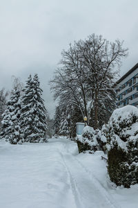 Snow covered trees and buildings against sky