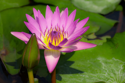 Close-up of lotus water lily in pond