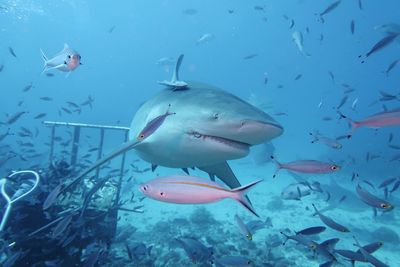 Bull shark - carcharhinus leucas 