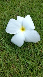 Close-up of white flower on field