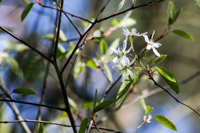 Close-up of flowering plants on branch