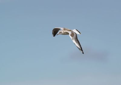 Low angle view of bird flying against clear sky