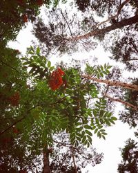 Low angle view of tree