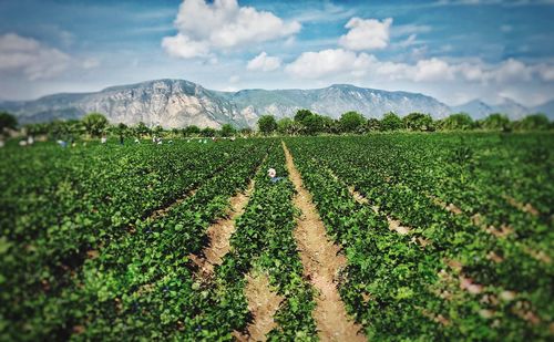 Scenic view of agricultural field against sky