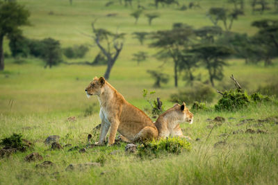 Lionesses sit and lie back-to-back in savannah