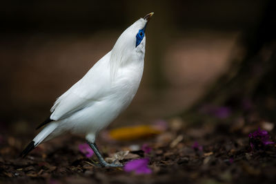 Close-up of bird