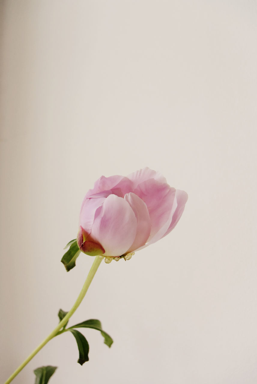 flower, petal, freshness, fragility, flower head, pink color, beauty in nature, growth, stem, close-up, nature, single flower, pink, plant, blooming, blossom, leaf, bud, rose - flower, copy space