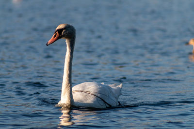 Swan swimming in lake