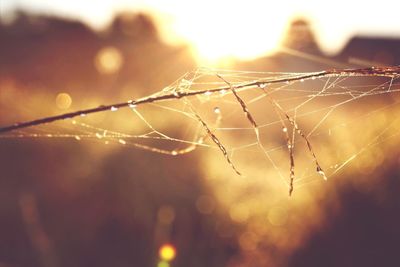 Close-up of spider web