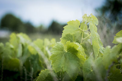 Close-up of fresh green plant in field