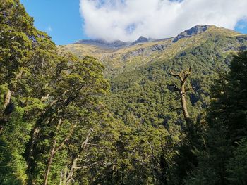 Low angle view of trees and mountains against sky