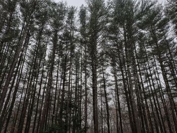 Low angle view of bamboo trees in forest