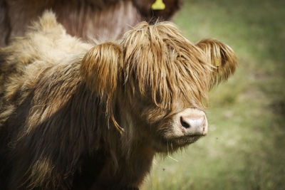 Close-up of a cow