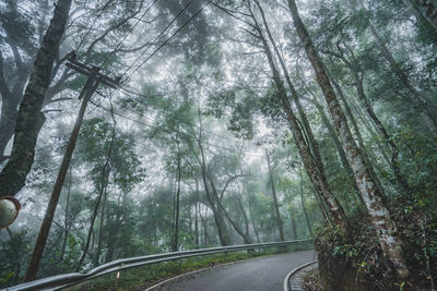 Road amidst trees in forest