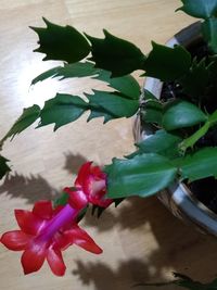 Close-up of red rose on table