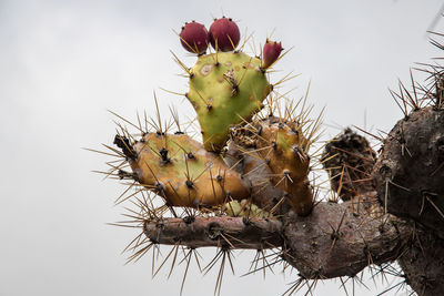Close-up of prickly pear cactus